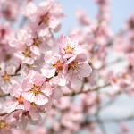 Les flors dels ametlers cobreixen els camps de blanc i rosa